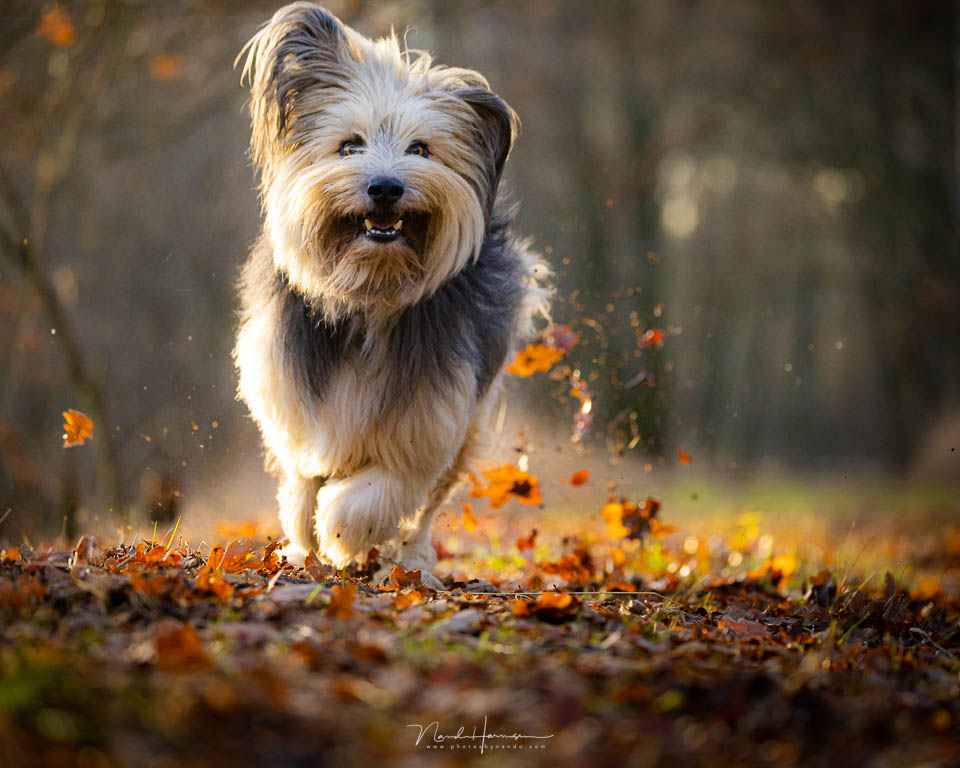 Nando Canon EOS R6 Mark II 4
