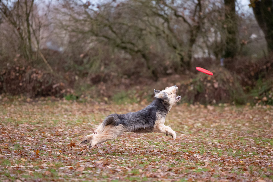 Nando canon r3 Bruc frisbee