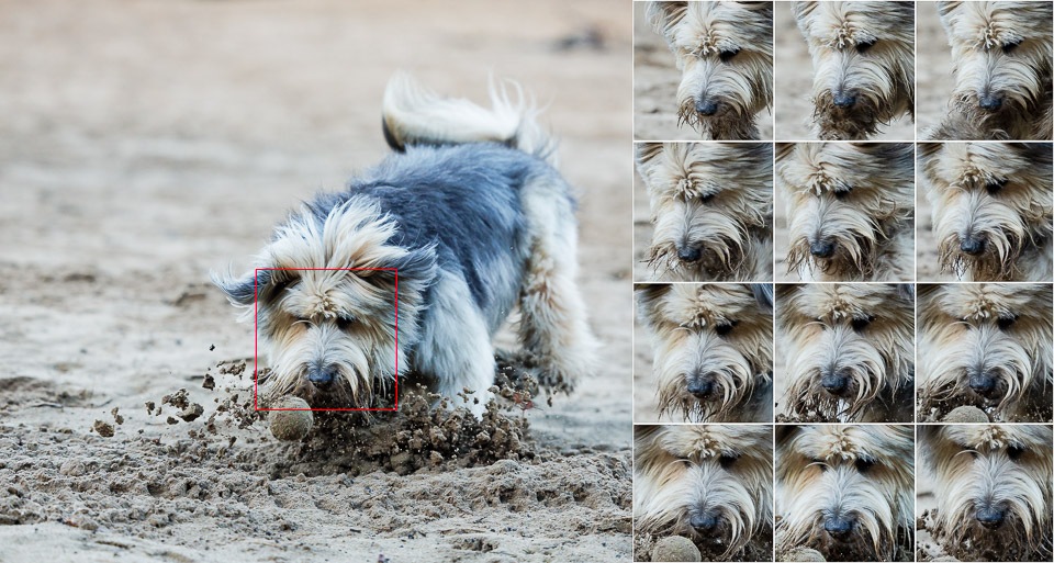Nando canon r3 eye AF animals