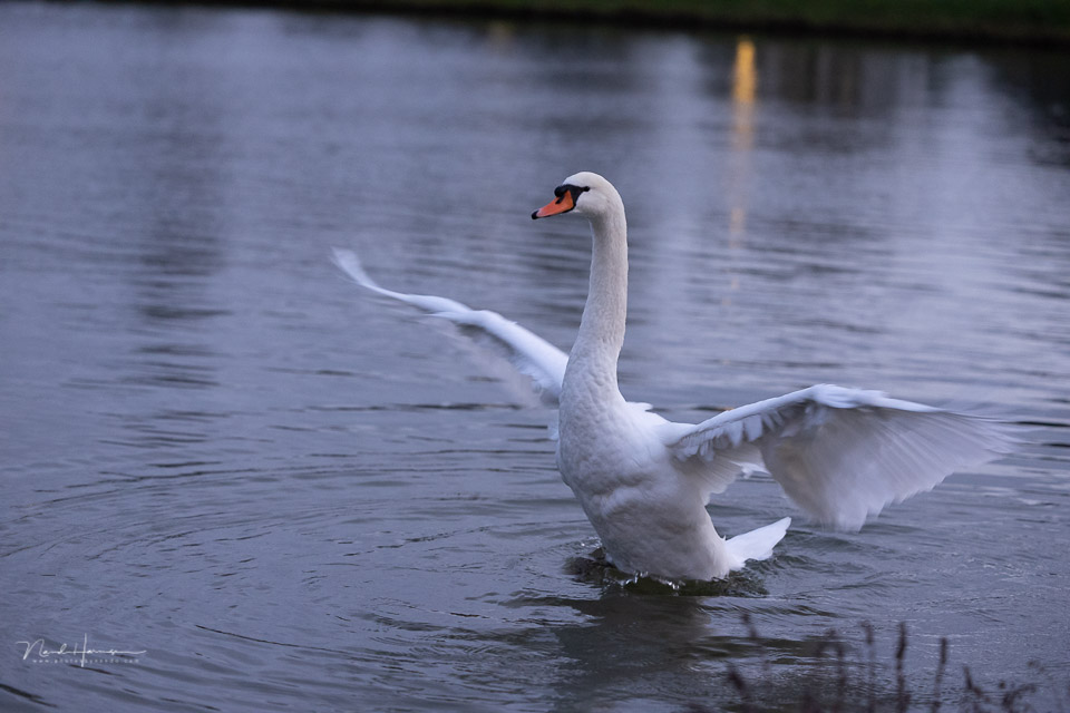 Nando canon r3 swan high ISO