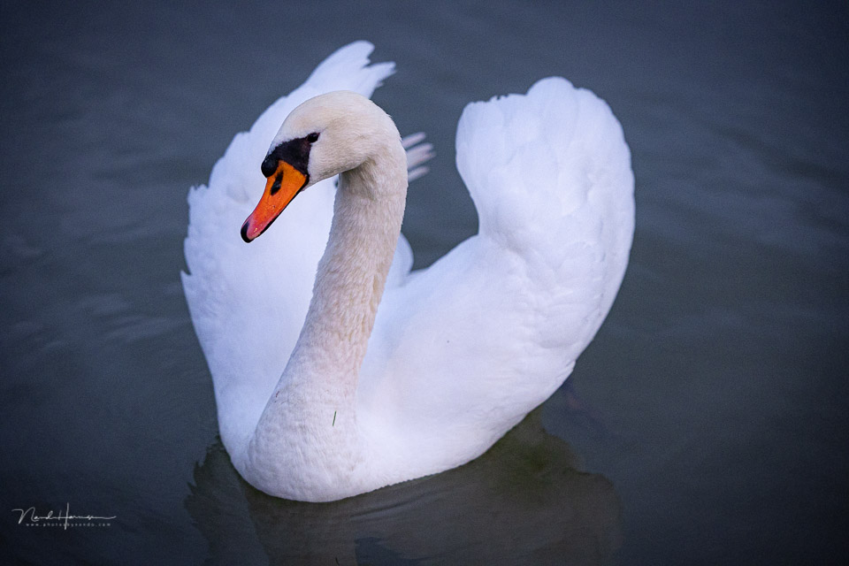 Nando canon r3 swan