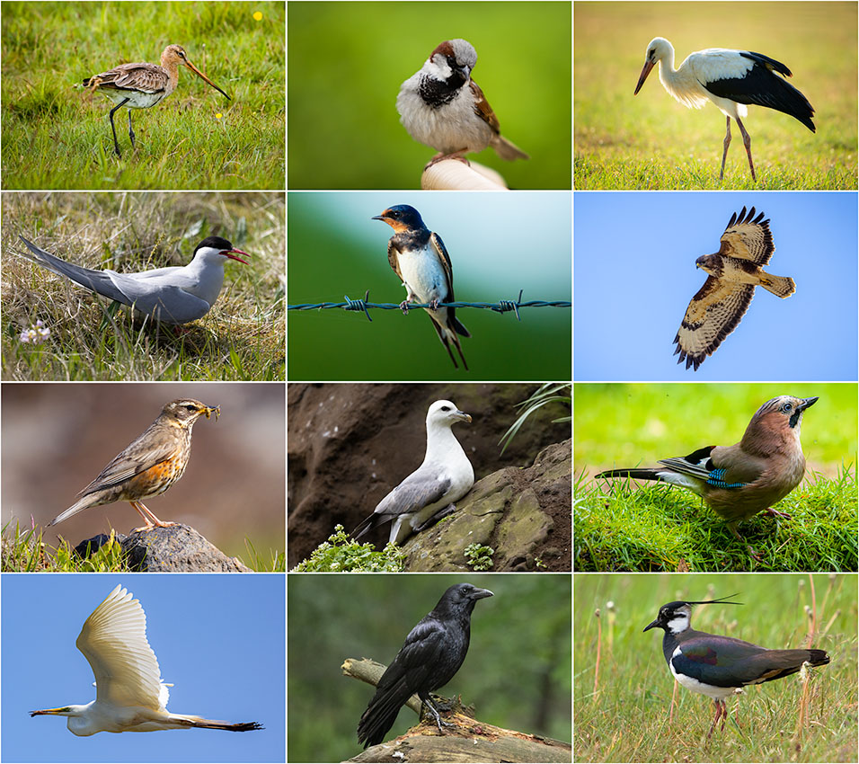 Nando bird collage Nando bird collage