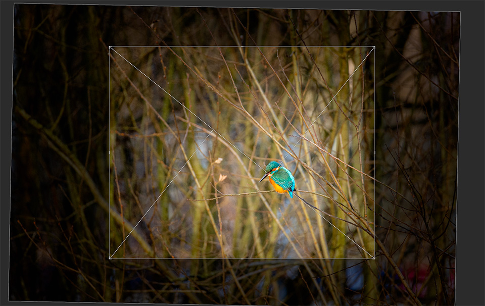 Nando crop kingfisher Nando crop kingfisher