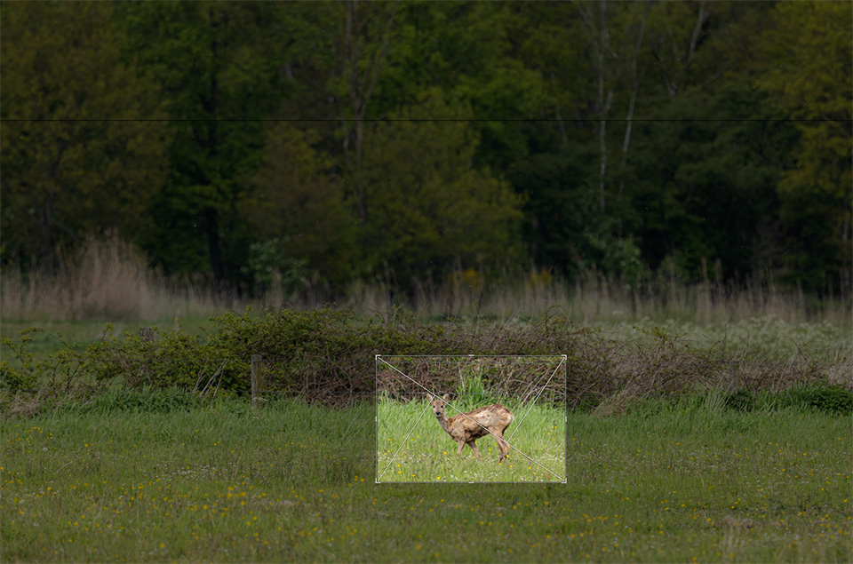 Nando crop deer