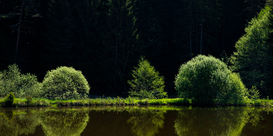 Nando daylight forest