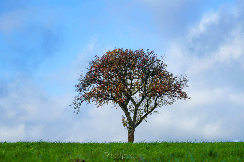 Nando the tree 10 Nando the tree 10