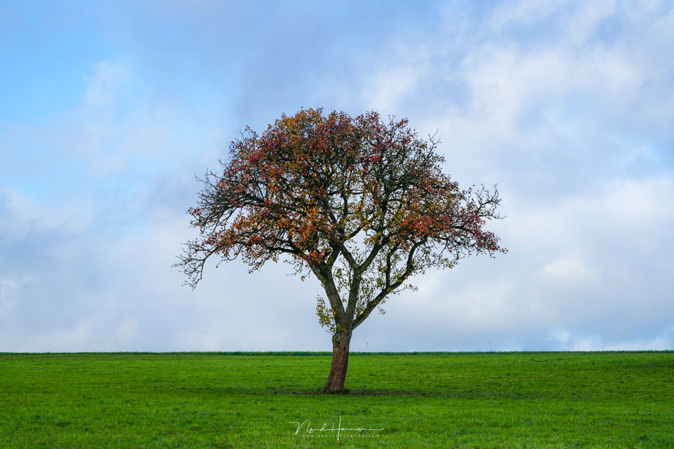 Nando the tree 8 Nando the tree 8