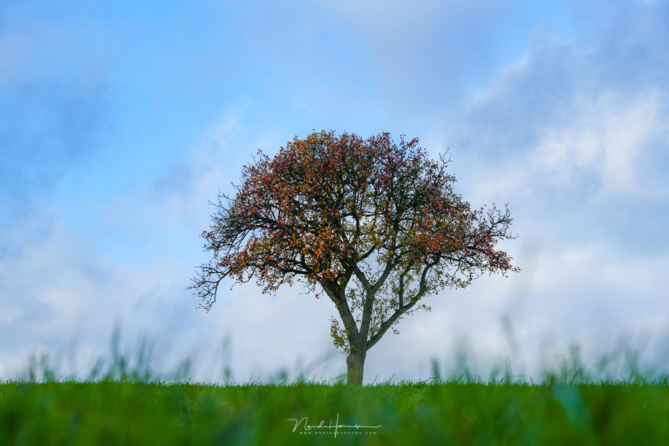 Nando the tree 9 Nando the tree 9