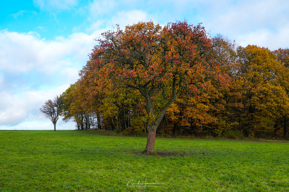 The tree The tree