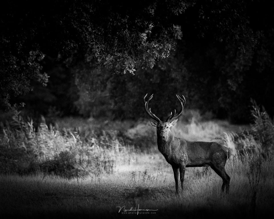 Nando animal black and white Nando animal black and white