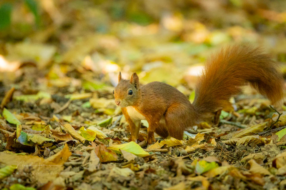 Nando squirrel 5200K