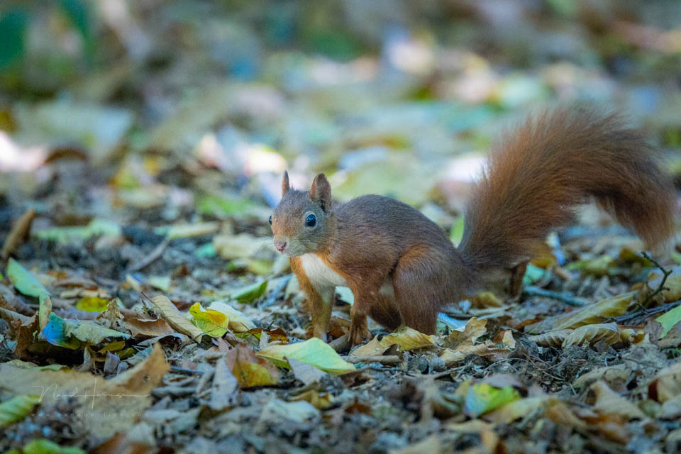 Nando squirrel perfect white balance