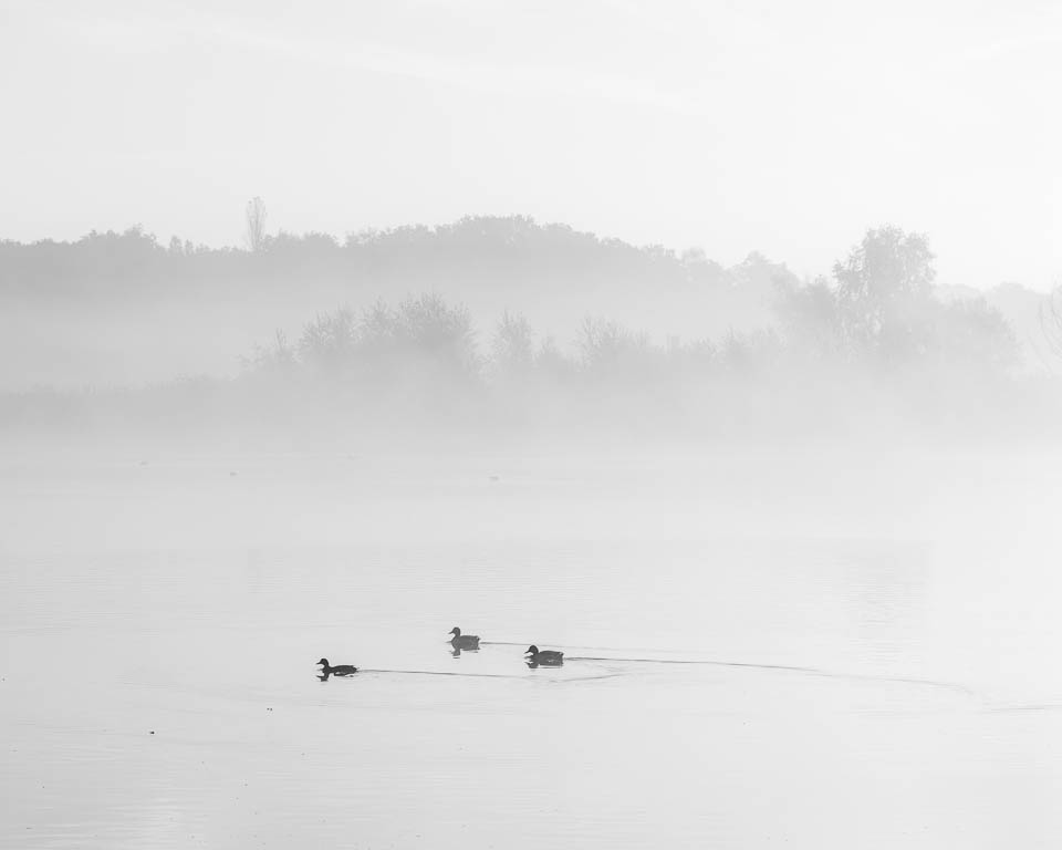Nando ducks in the mist