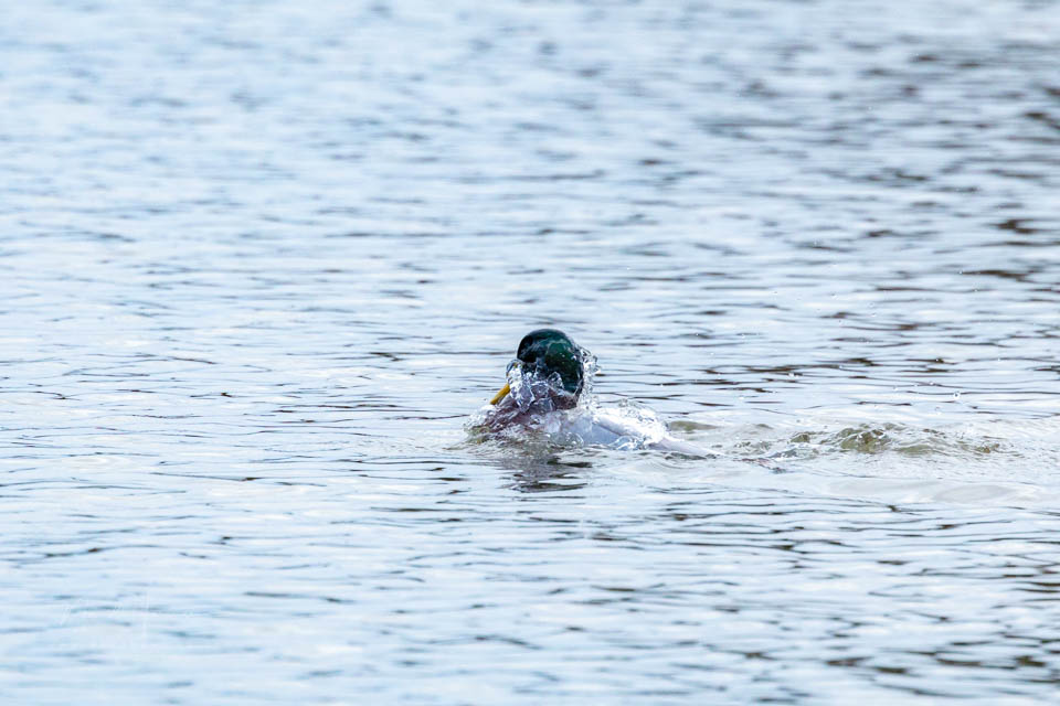 Nando EOS R6 mark III duck Nando EOS R6 mark III duck