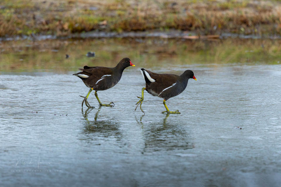 Nando EOS R6 mark III moorhens Nando EOS R6 mark III moorhens
