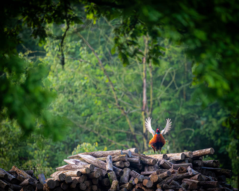 Nando pheasant 400 crop 1