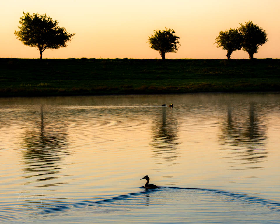 Nando grebe