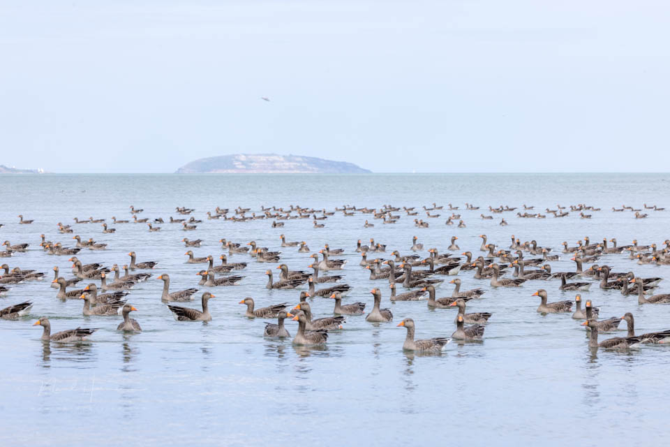 Nando geese in Wales 2