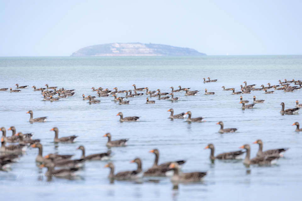 Nando geese in Wales