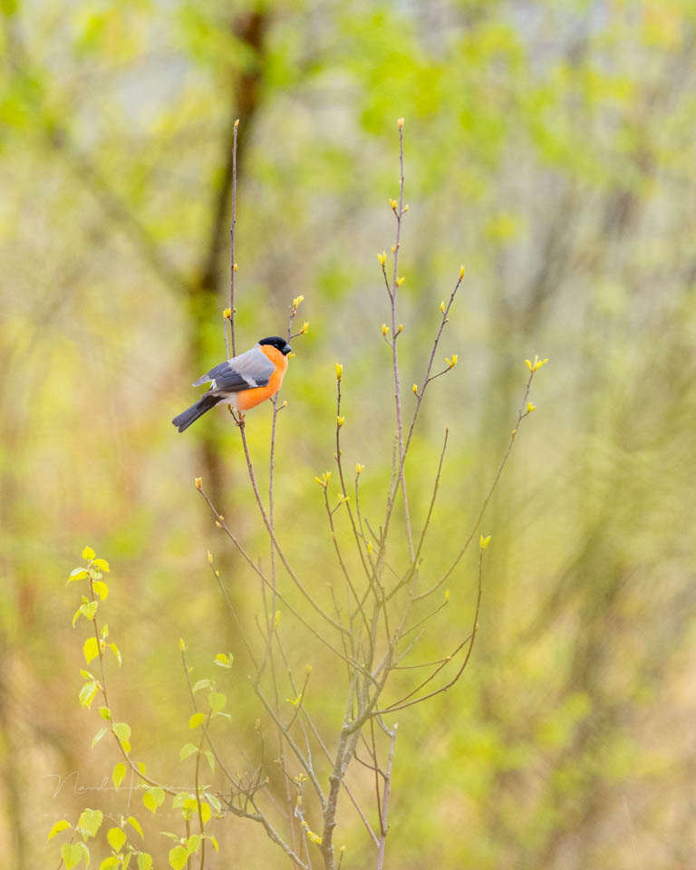 Nando bullfinch 400 times one and a half