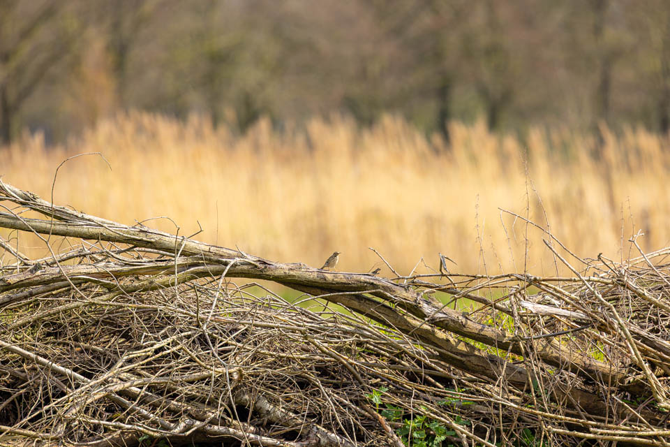 Nando meadow pipit 500