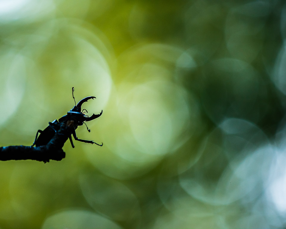 Nando stag beetle Nando stag beetle