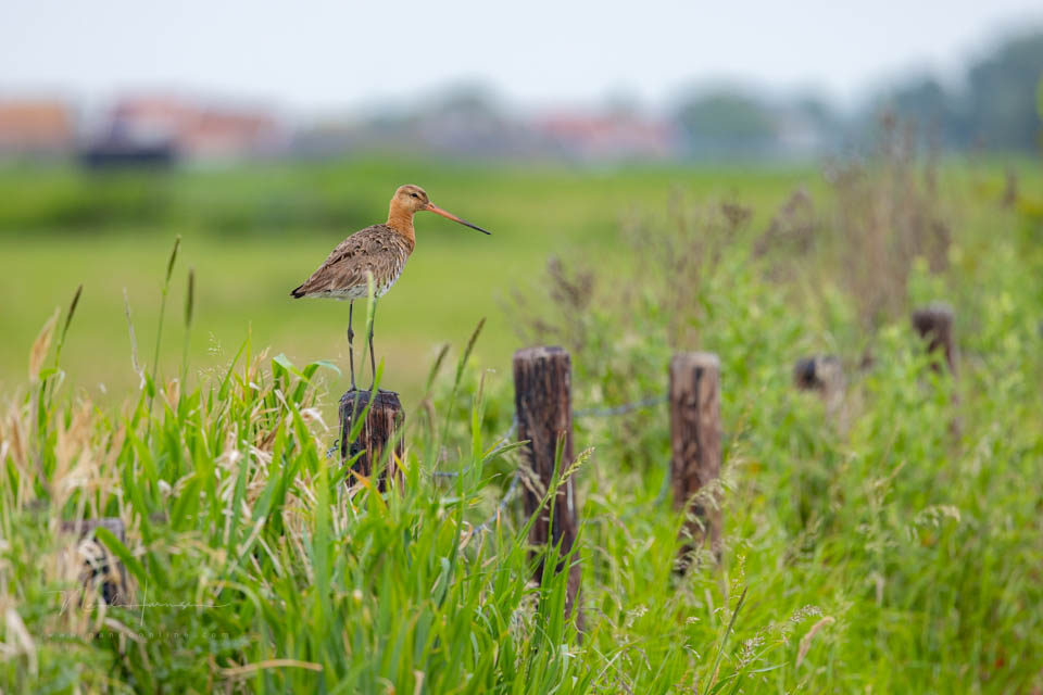 Nando black-tailed godwit in landscape Nando black-tailed godwit in landscape