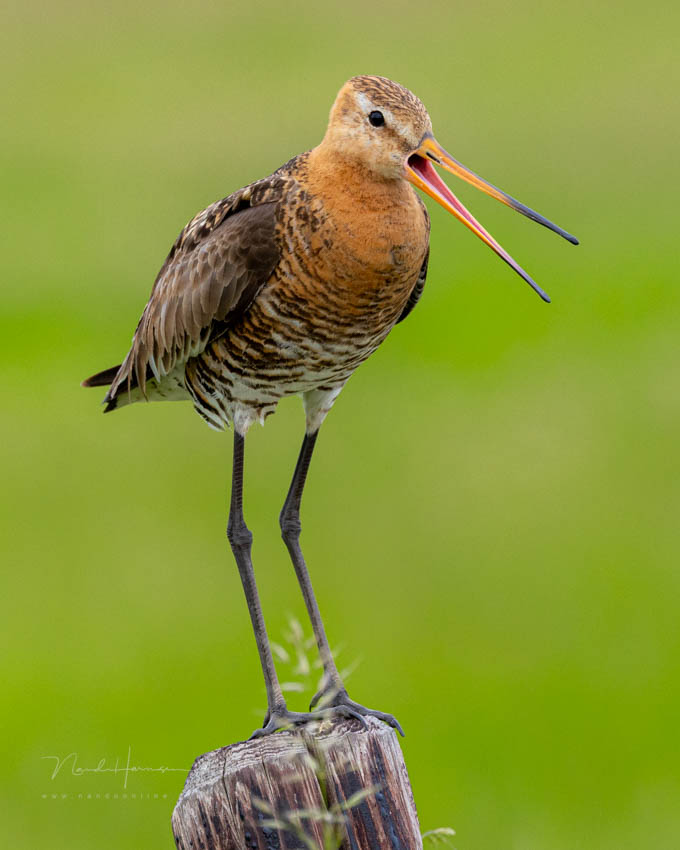 Nando black-tailed godwit without landscape Nando black-tailed godwit without landscape