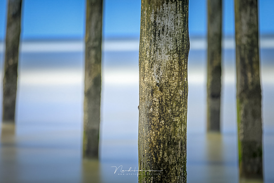 Nando Haida ND6 shallow DOF 2