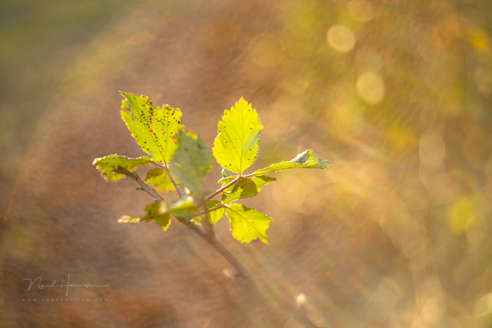 Nando Helios 44 2 6 Nando Helios 44 2 6