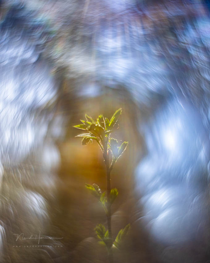 Nando Helios 44 2 reversed lens