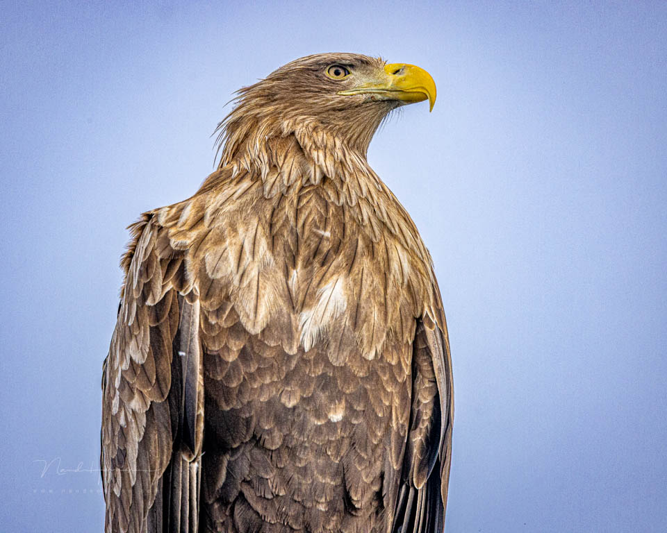 Nando hyper-realistic eagle Nando hyper-realistic eagle