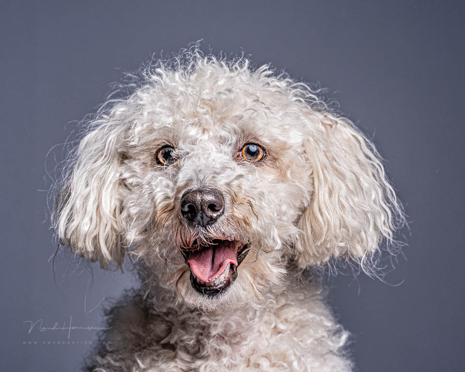 Nando hyper-realistic little dog Nando hyper-realistic little dog
