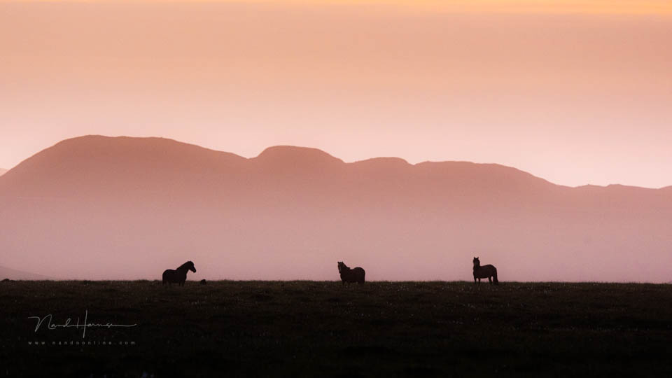 Nando Icelandic ponies