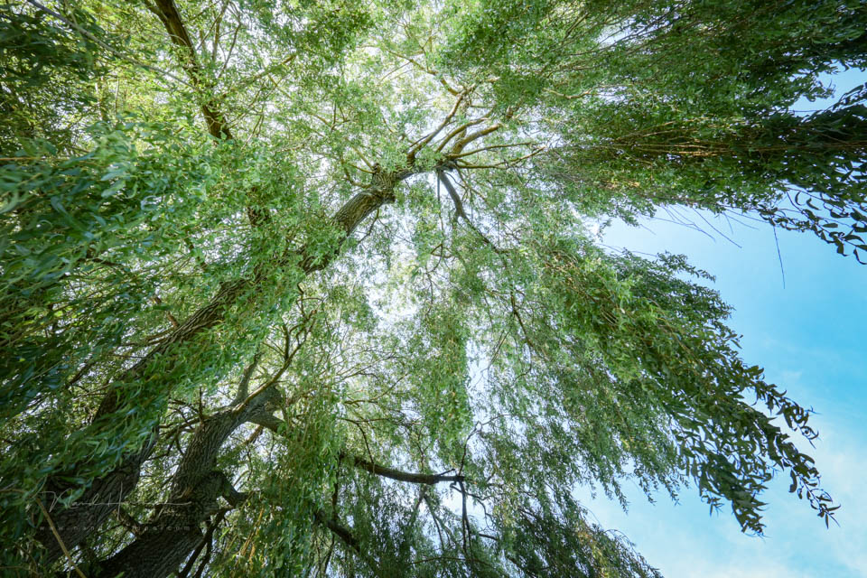 Nando in the willow Nando in the willow