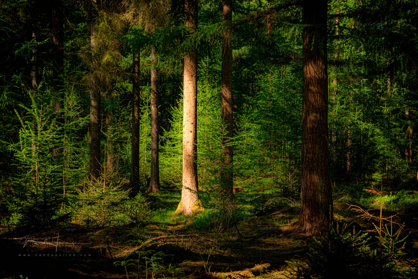 Nando in the woods 10 Nando in the woods 10