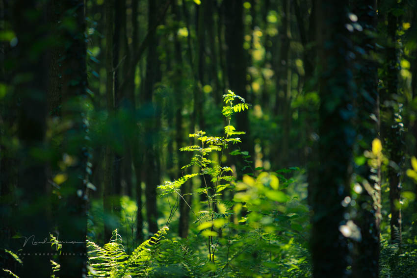 Nando in the woods 2(1)
