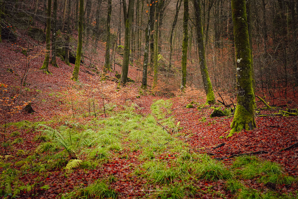 Nando in the forest 3 Nando in the forest 3