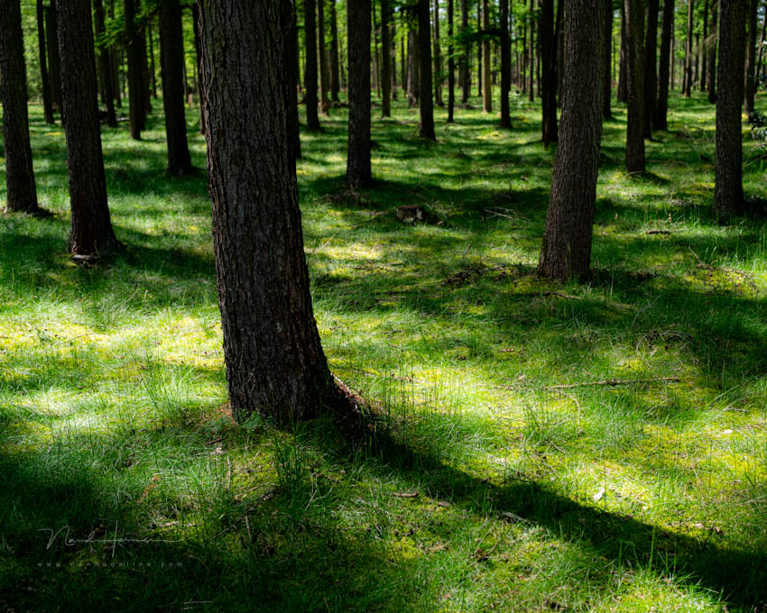 Nando in the woods 7 Nando in the woods 7