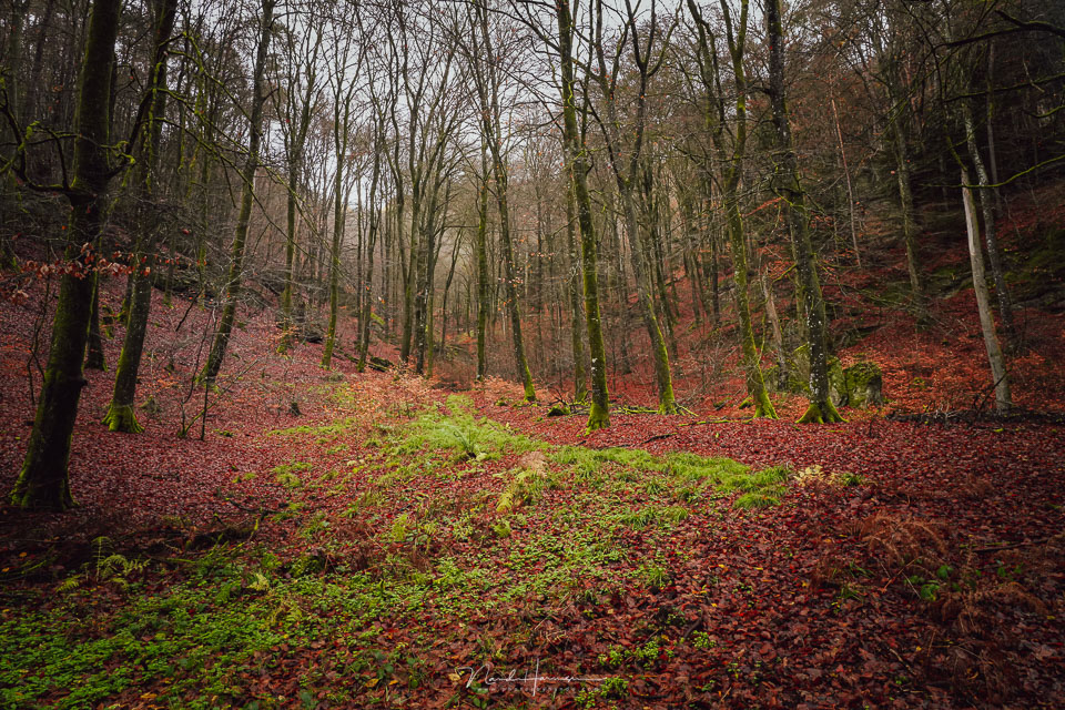 Nando in the forest Nando in the forest