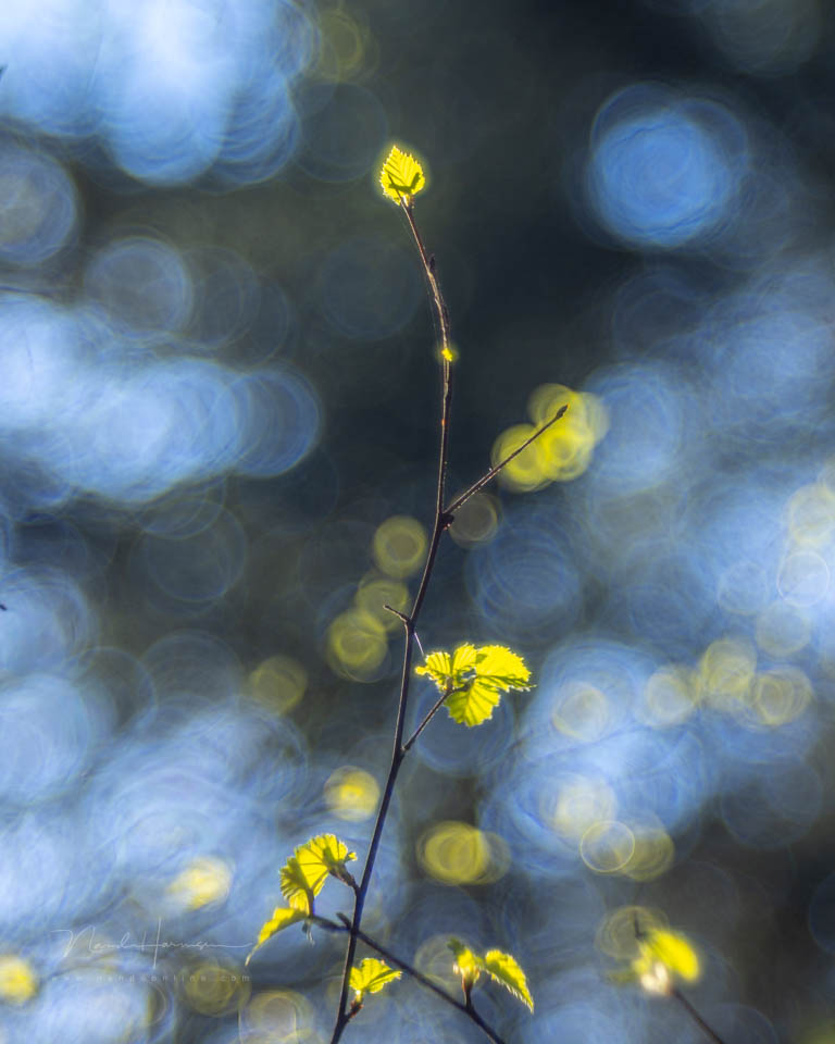 Nando spring inspiration 4