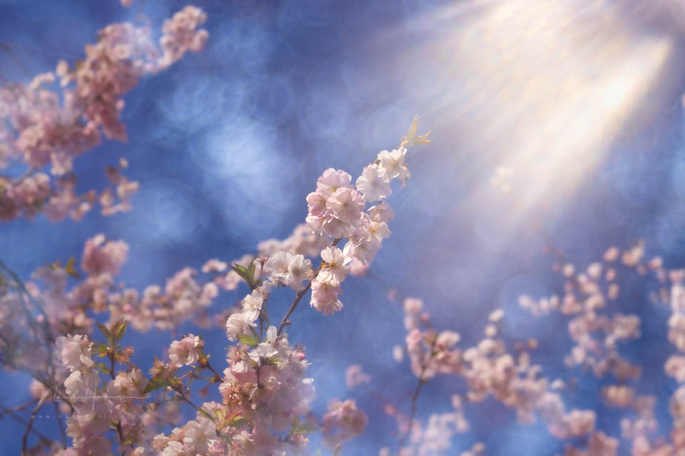 Nando spring inspiration 5