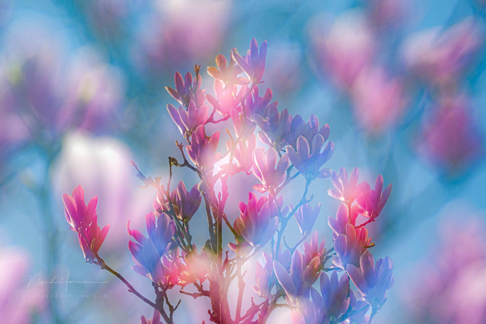 Nando spring inspiration 6