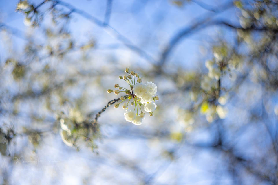 Nando spring inspiration 7