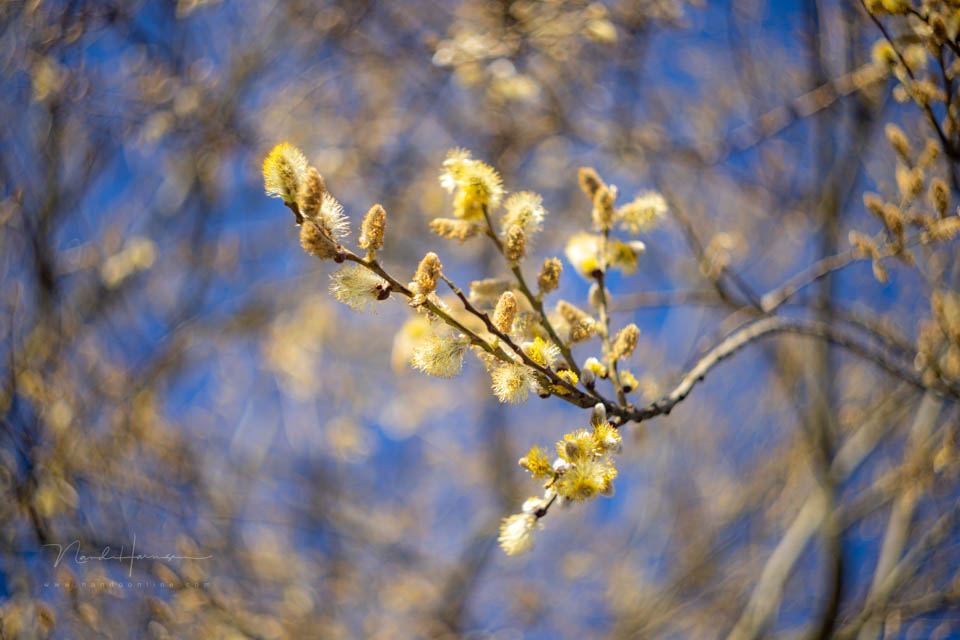 Nando spring inspiration 8