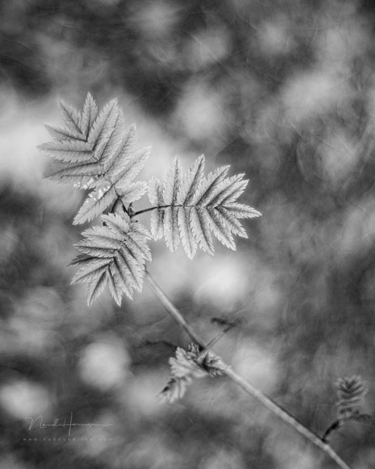 Nando spring inspiration 9