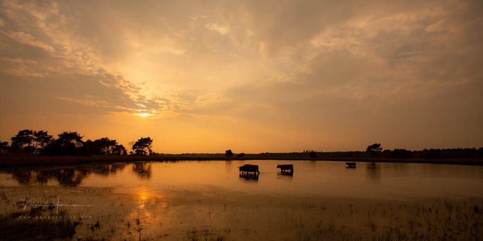 Nando landscape with animals 2
