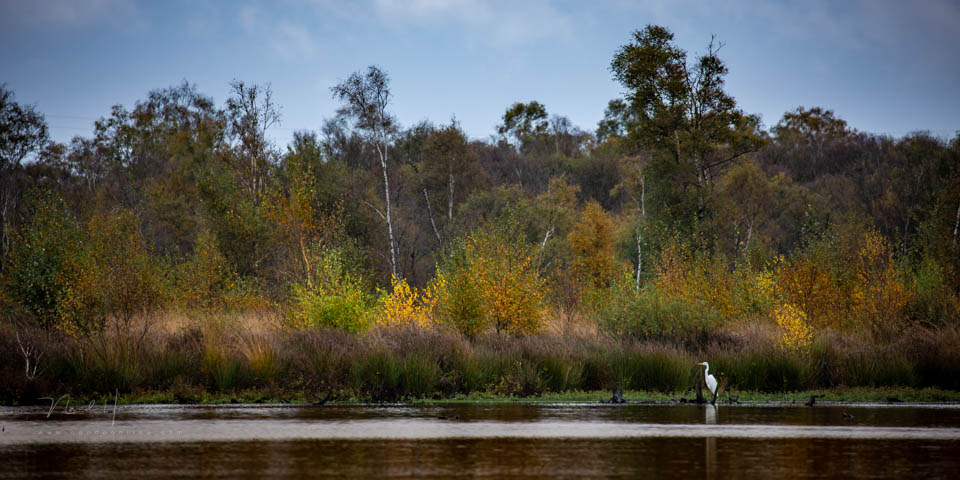 Nando landscape with animals 4