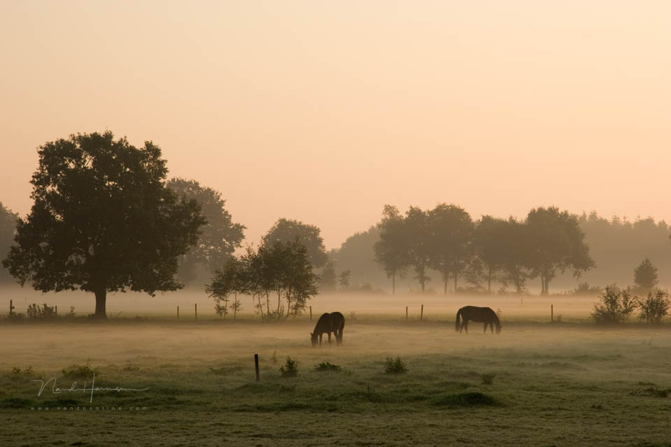 Nando landscape with animals
