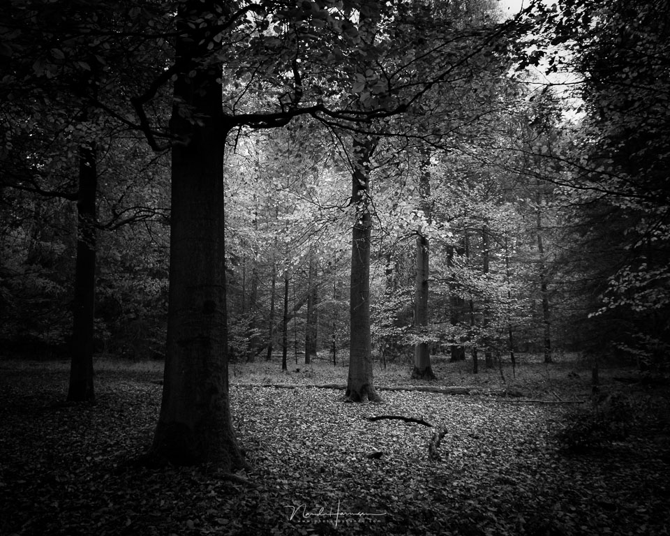 Nando landscape black and white Nando landscape black and white